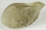 Libyan Desert Glass ( g) - Meteorite Impactite #189545-1